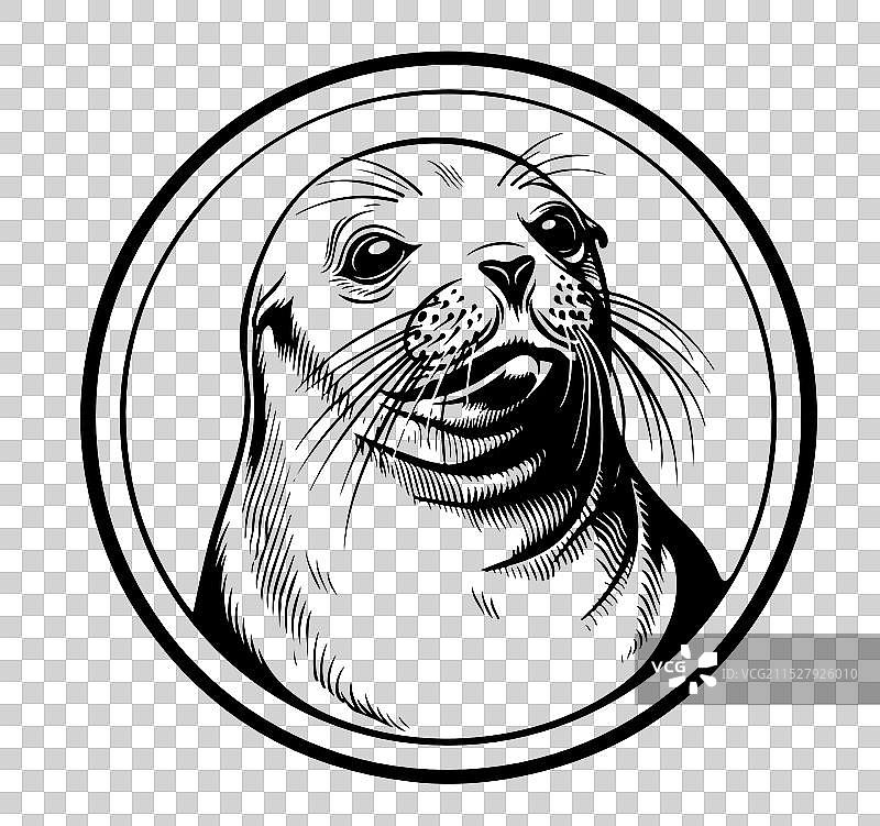 海豹标志手绘草图海洋动物图片素材