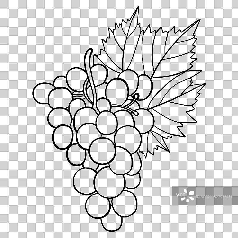 一串葡萄与叶子的轮廓线条图片素材
