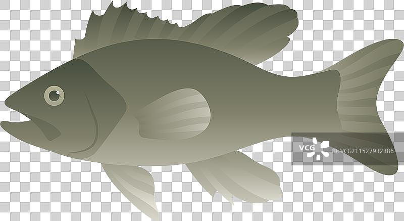 孤立的黑鲈鱼图片素材