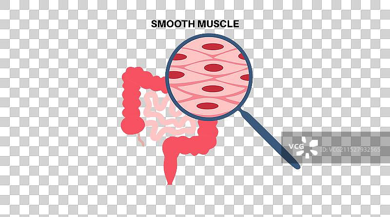 平滑肌组织图片素材