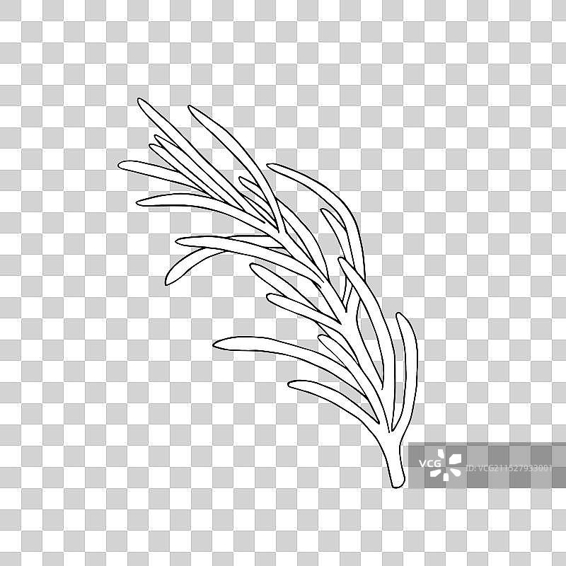 迷迭香或松树、云杉、冷杉的剪影枝条图片素材