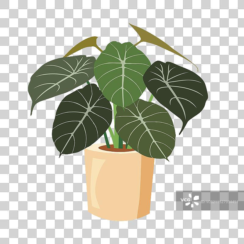 黑天鹅绒芋头植物艺术图片素材