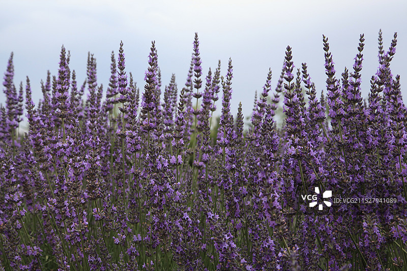 薰衣草图片素材