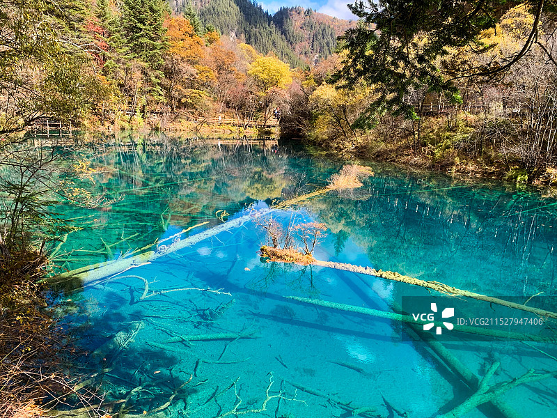 著名景点：金秋时节童话世界九寨沟——金铃海图片素材