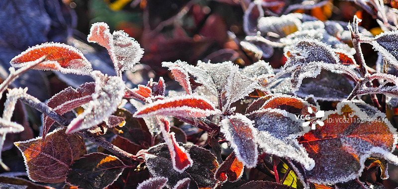 霜降丨清晨阳光照着被霜冻的叶子图片素材