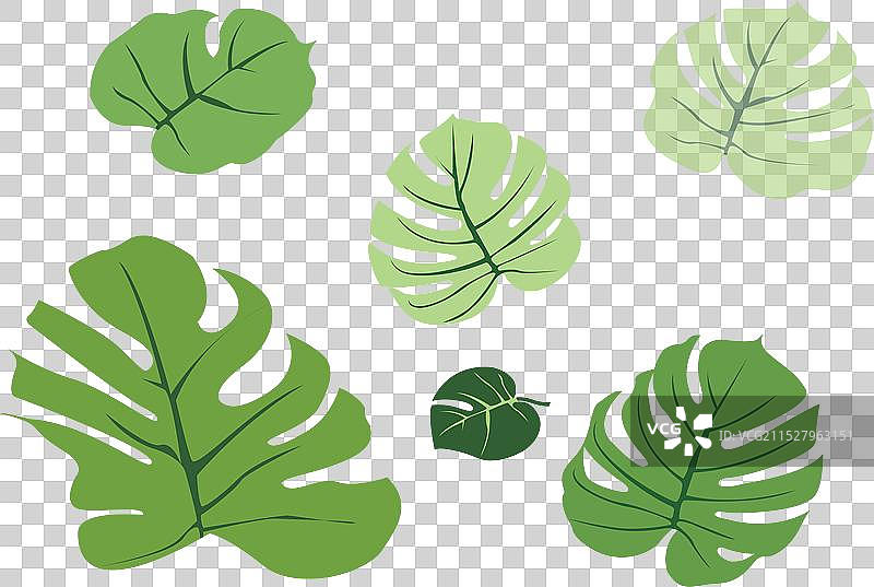 夏天棕榈叶干酪藤小清新风格图片素材