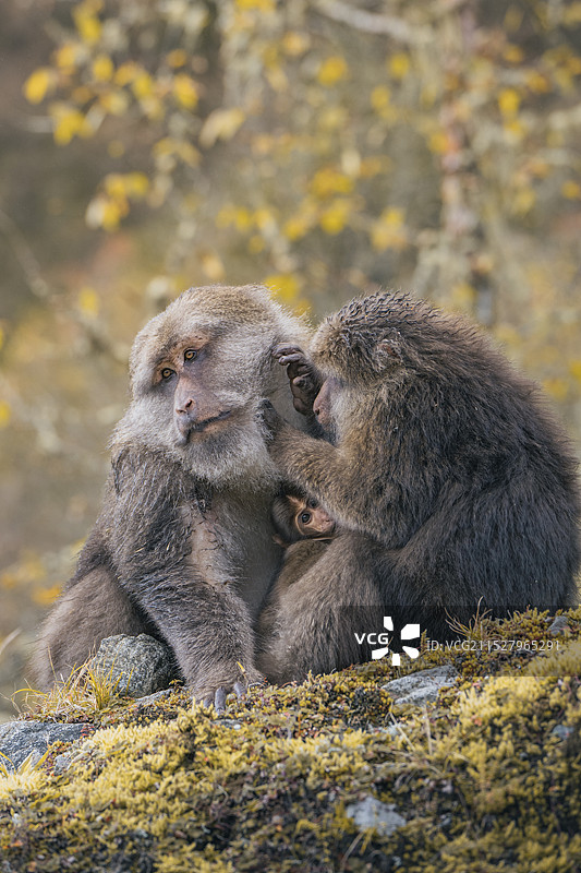 天全喇叭河景区里的藏酋猴一家图片素材