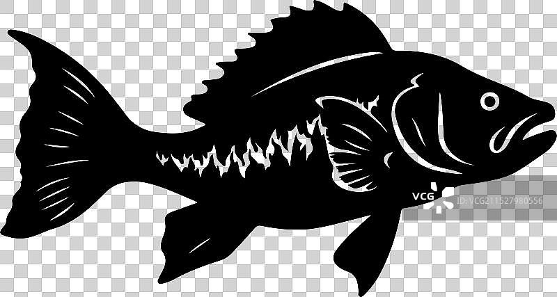 古生代鱼类腔棘鱼的轮廓，白色背景图片素材