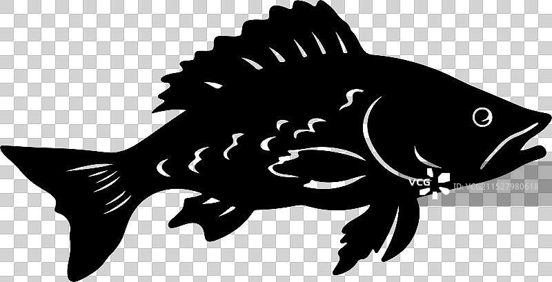 古生代鱼类腔棘鱼的轮廓，白色背景图片素材