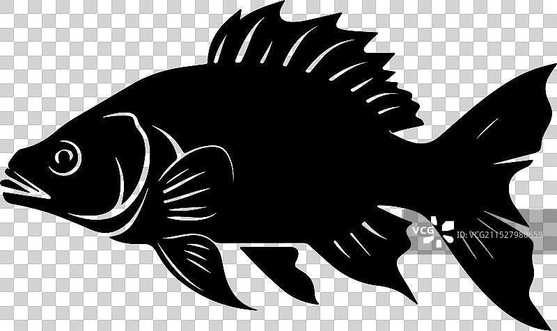 古生代鱼类腔棘鱼的轮廓，白色背景图片素材