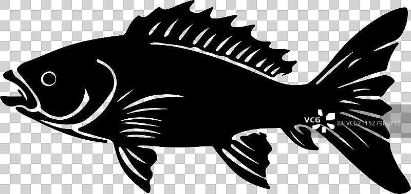 古生代鱼类腔棘鱼的轮廓，白色背景图片素材