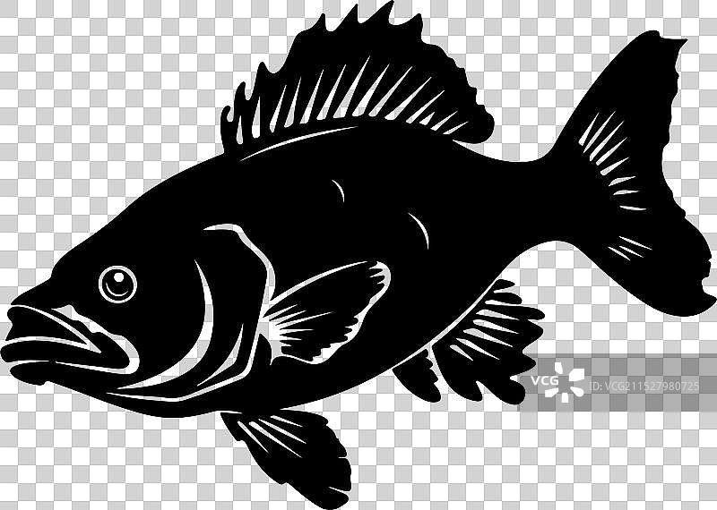 古生代鱼类腔棘鱼的轮廓，白色背景图片素材