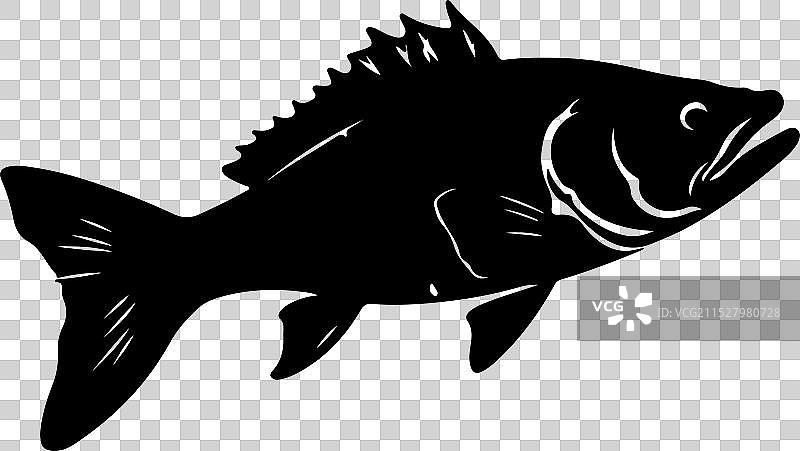 古生代鱼类腔棘鱼的轮廓，白色背景图片素材