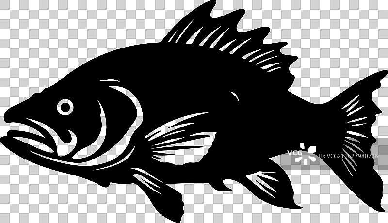 古生代鱼类腔棘鱼的轮廓，白色背景图片素材