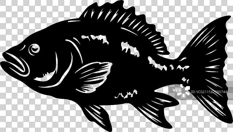 古生代鱼类腔棘鱼的轮廓，白色背景图片素材