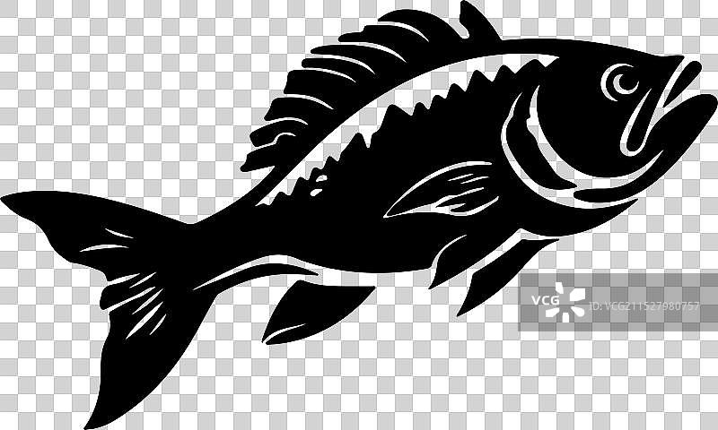 古生代鱼类腔棘鱼的轮廓，白色背景图片素材