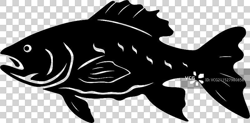 古生代鱼类腔棘鱼的轮廓，白色背景图片素材