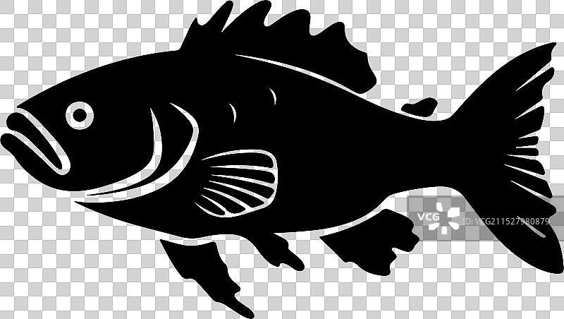 古生代鱼类腔棘鱼的轮廓，白色背景图片素材