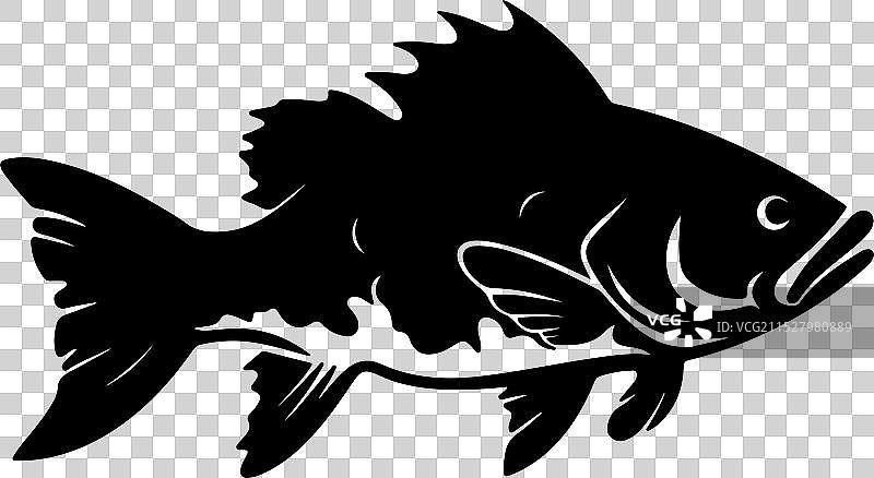 古生代鱼类腔棘鱼的轮廓，白色背景图片素材