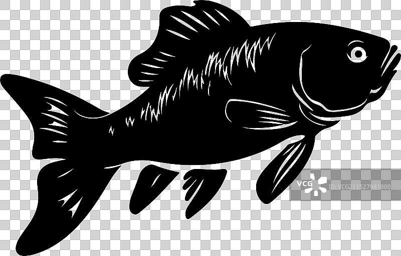 古生代鱼类腔棘鱼的轮廓，白色背景图片素材