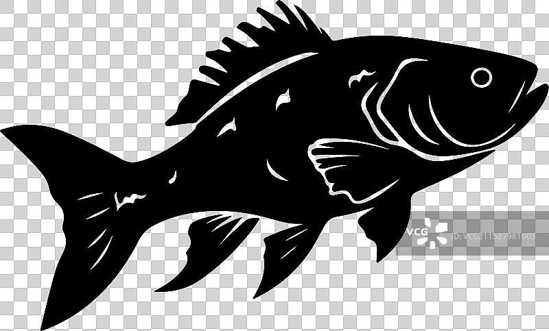 古生代鱼类腔棘鱼的轮廓，白色背景图片素材