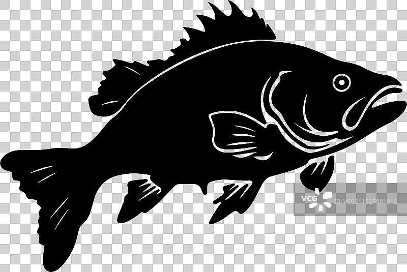 古生代鱼类腔棘鱼的轮廓，白色背景图片素材