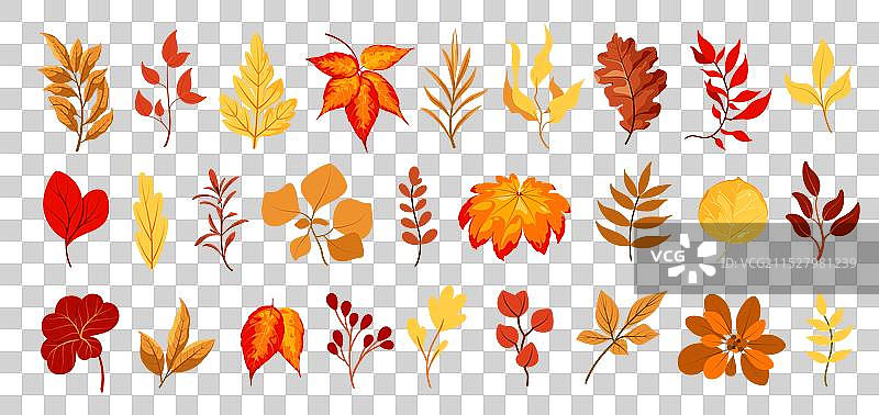 一组秋天的树叶和树枝图片素材