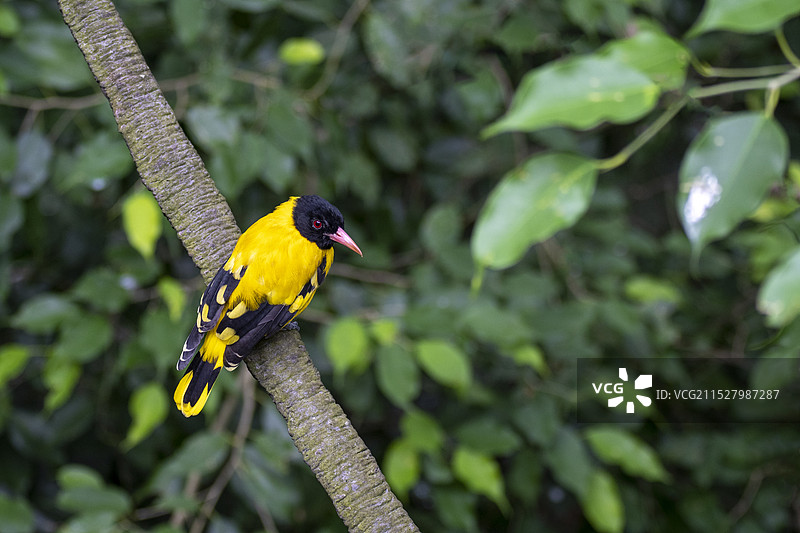 黑头黄鹂图片素材