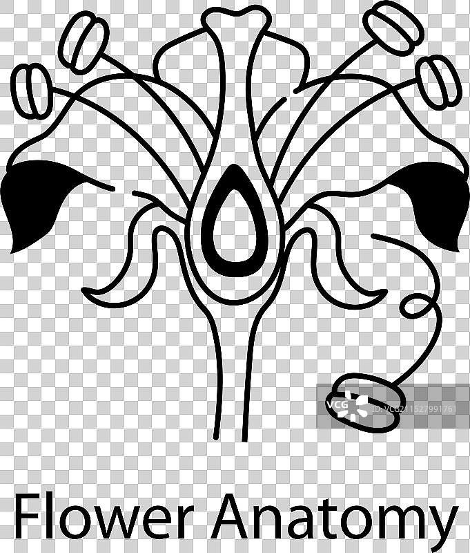 花的解剖结构图片素材