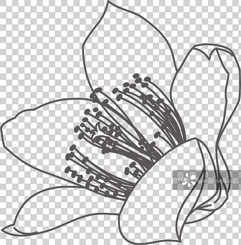 卡通木棉花特写线稿图片素材