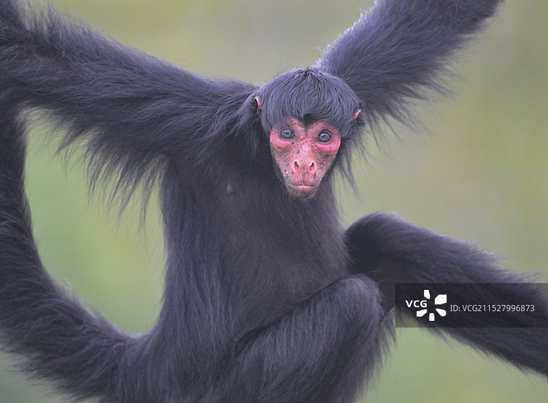 好奇(红脸蜘蛛猴)图片素材