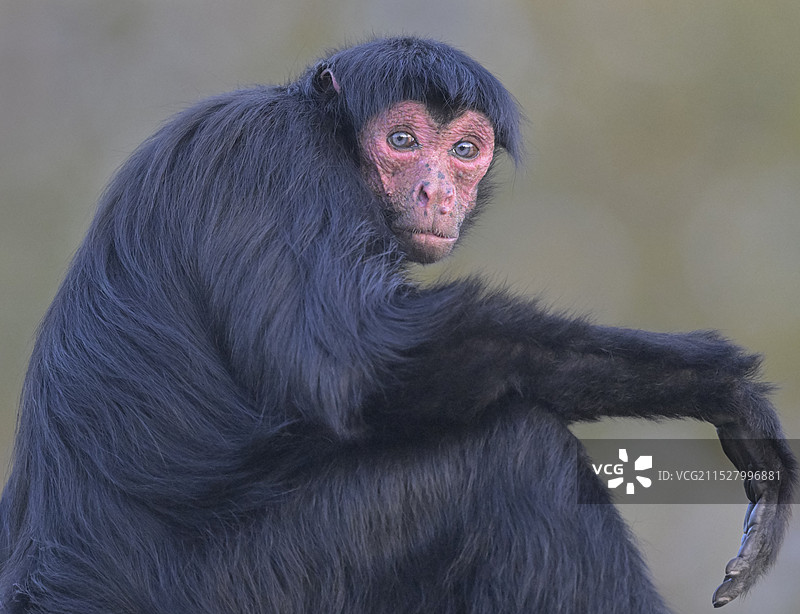好奇(红脸蜘蛛猴)图片素材