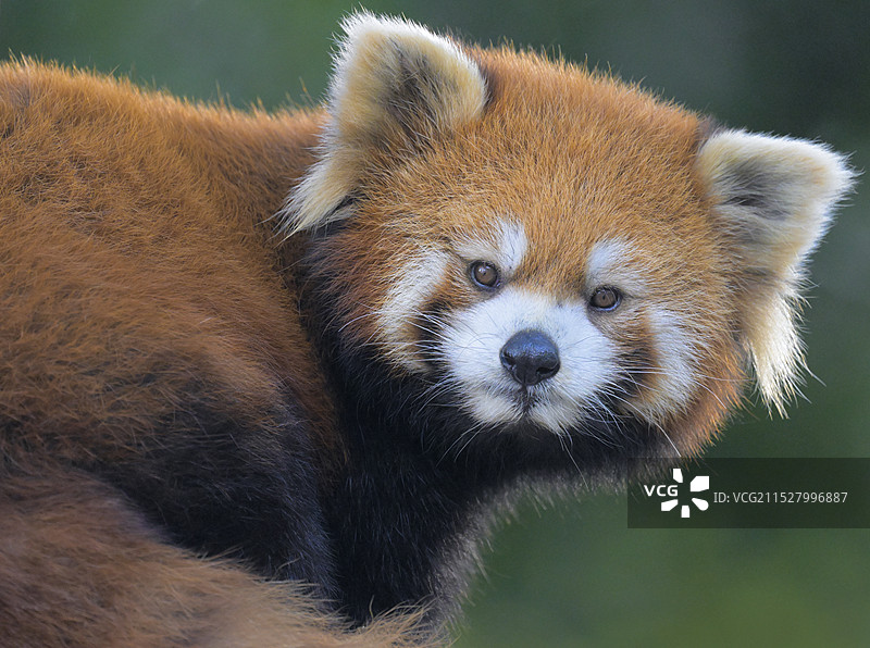 好奇(小熊猫)图片素材