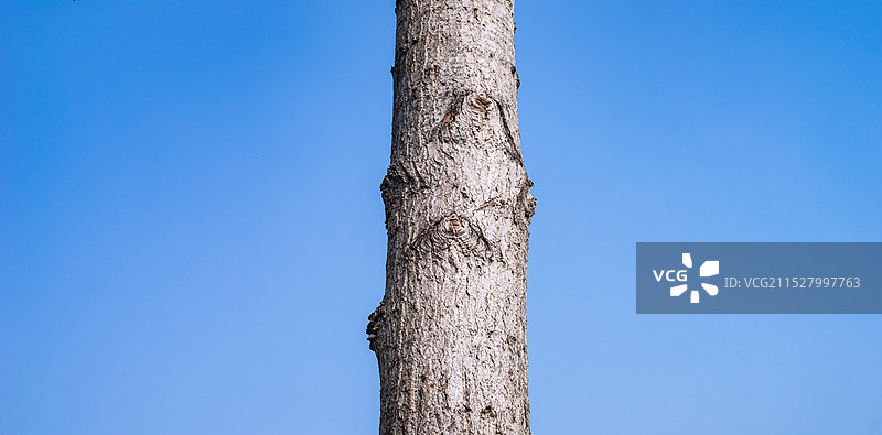 中国野生植物野外植物拍摄主题，杨树特写纹理效果，户外白昼无人图像摄影图片素材