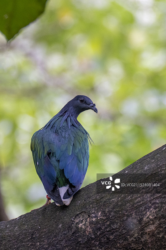 尼柯巴鸠图片素材