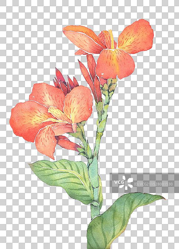 手绘水彩免抠图形插画 美人蕉图片素材