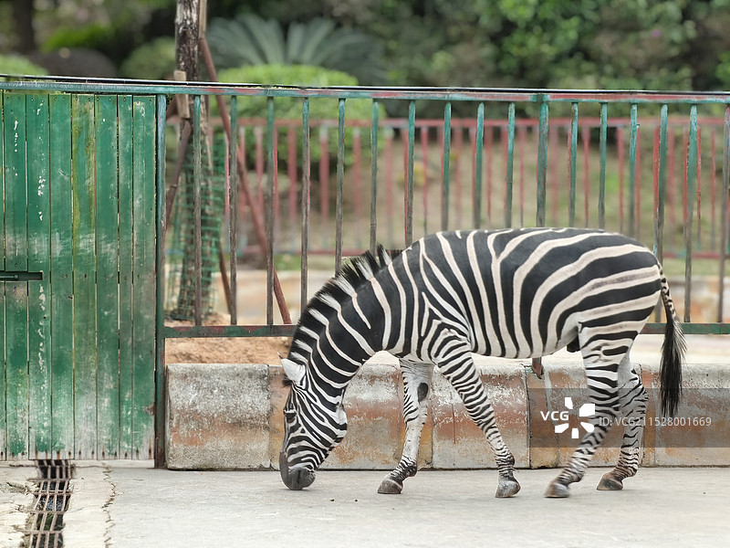 低头亲吻大地的斑马图片素材