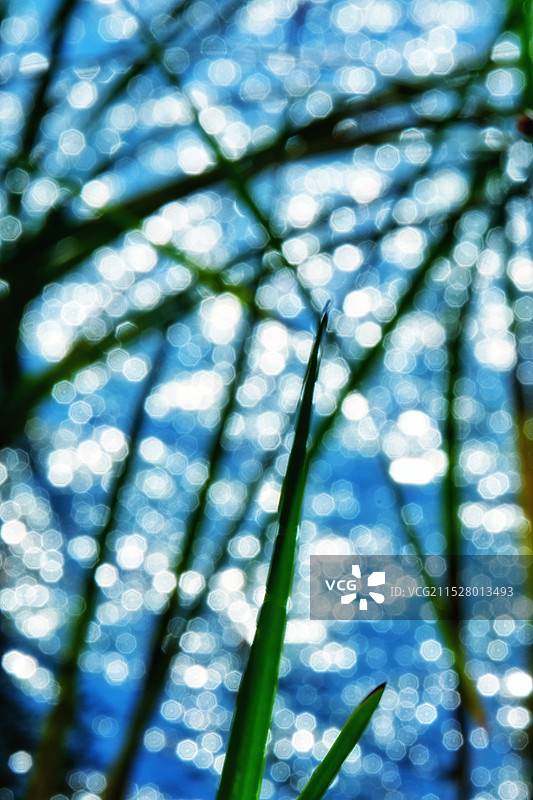 芦苇荡里的波光粼粼图片素材