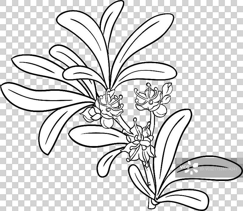 阿甘树枝详细轮廓图片素材