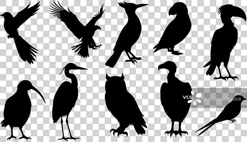 鸟类剪影套装图片素材