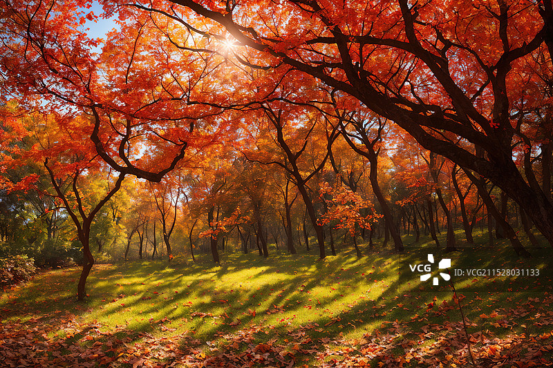 秋色满园图片素材