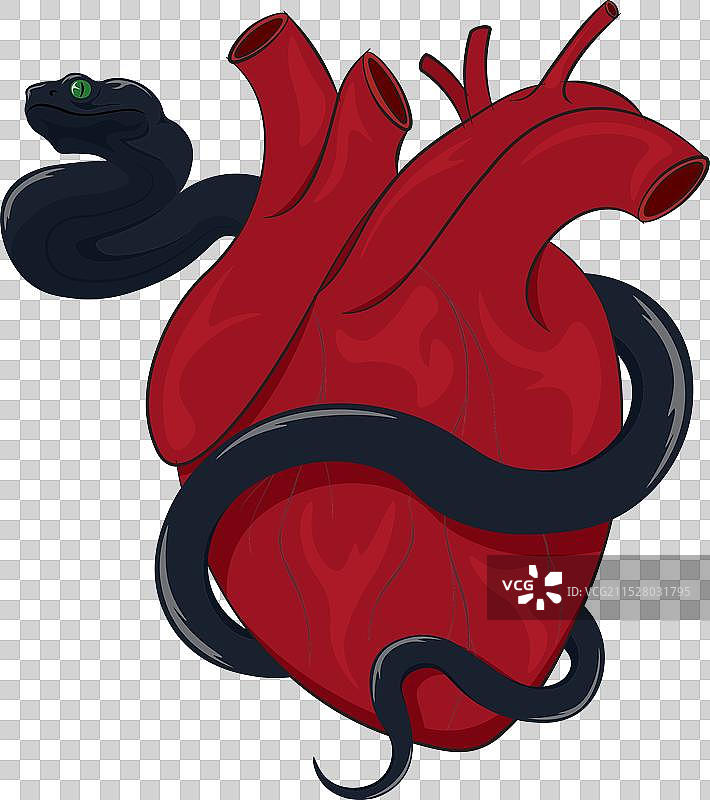 被挤压的人体解剖学真实心脏图片素材