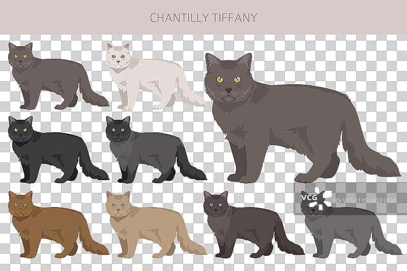 香缇莉·蒂芙尼猫剪贴画全毛色系列图片素材