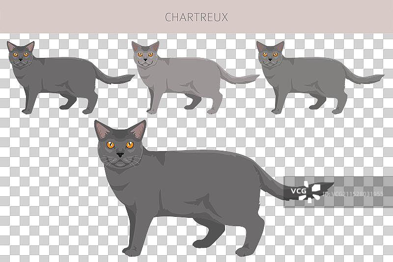 查尔特猫剪贴画，所有毛色系列，所有猫咪图片素材