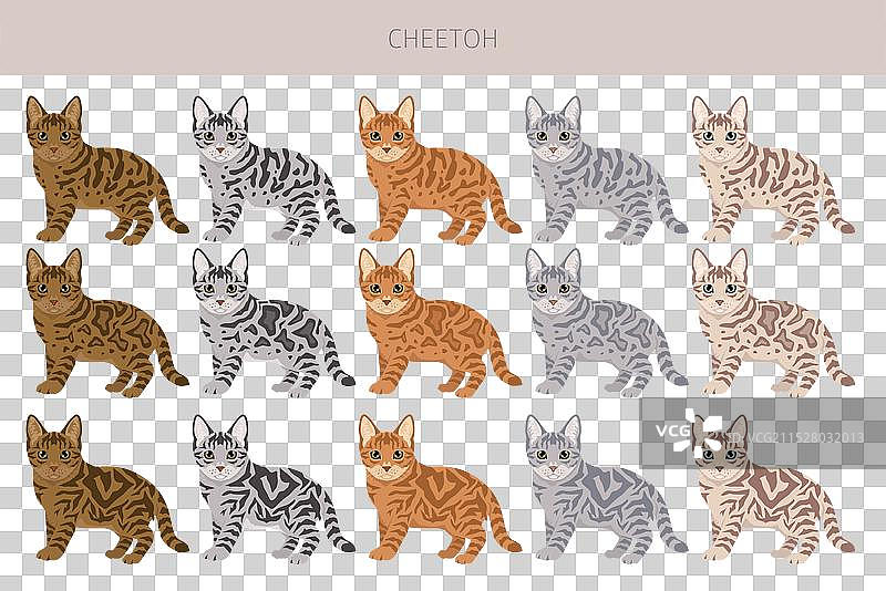 切图猫剪贴画，所有毛色的猫咪合集图片素材