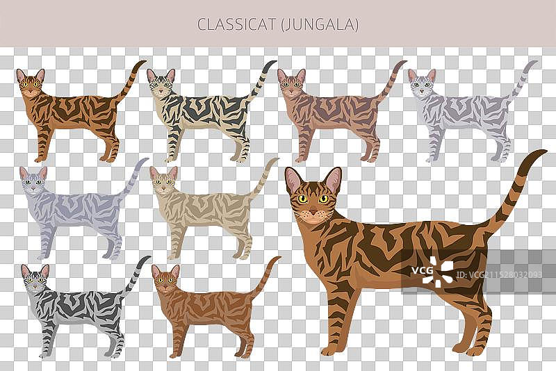 经典的丛林猫剪贴画，包含所有毛色的系列图片素材