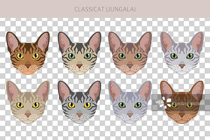 经典的丛林猫剪贴画，包含所有毛色的套装图片素材