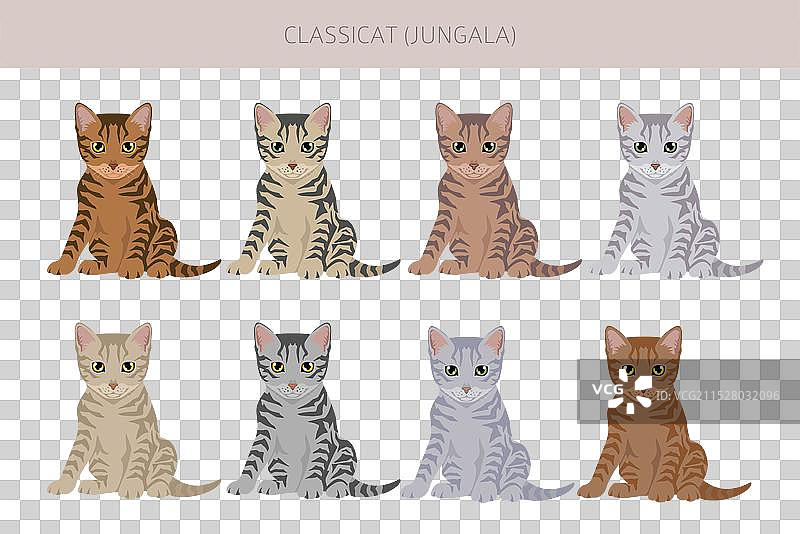 经典的丛林猫剪贴画，包含所有毛色的系列图片素材