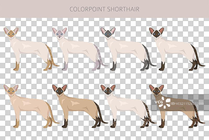 各种毛色的短毛色点猫剪贴画图片素材