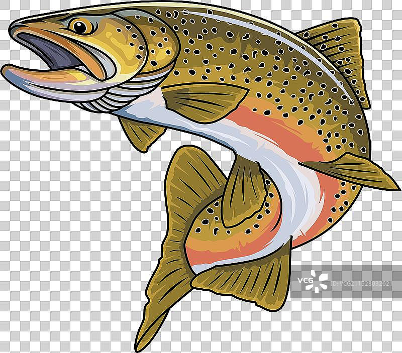 棕鳟鱼钓鱼标志图像图片素材